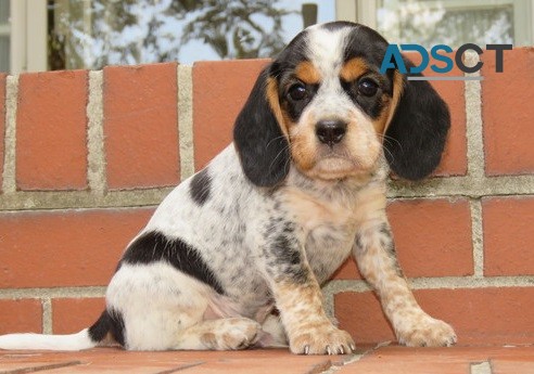 Beagle Puppies For Sale