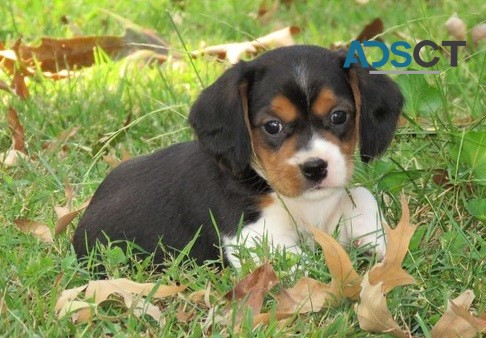 Beagle Puppies For Sale