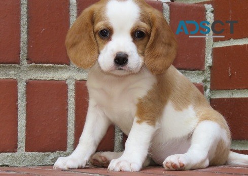 Beagle Puppies For Sale