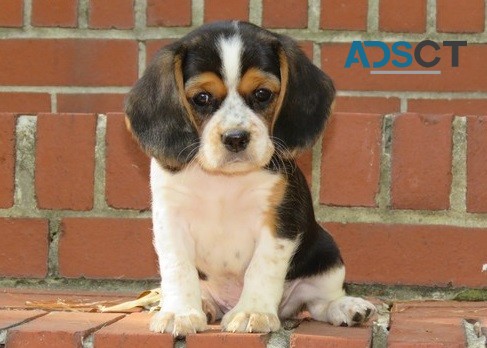 Beagle Puppies For Sale