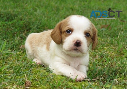 Beagle Puppies For Sale