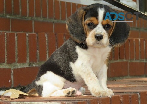 Beagle Puppies For Sale