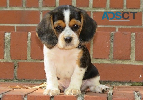 Beagle Puppies For Sale