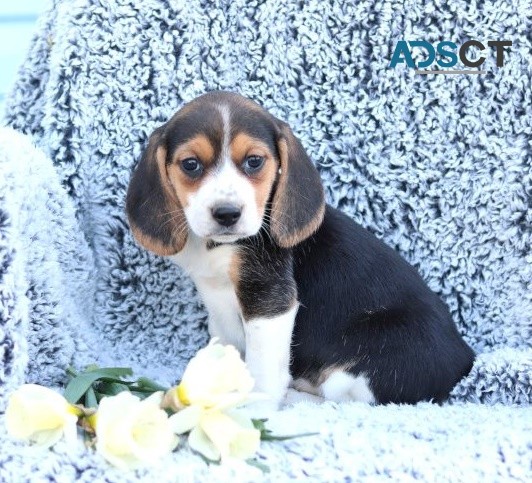 Beagle Puppies For Sale