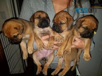 Bull Mastiff Puppies For Sale