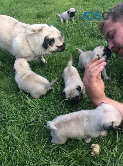 Beautiful Pug 