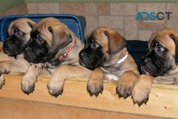 Bullmastiff Puppies For Sale