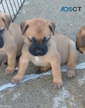 Bullmastiff Puppies For Sale