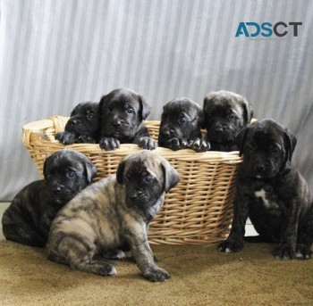 Bullmastiff Puppies For Sale