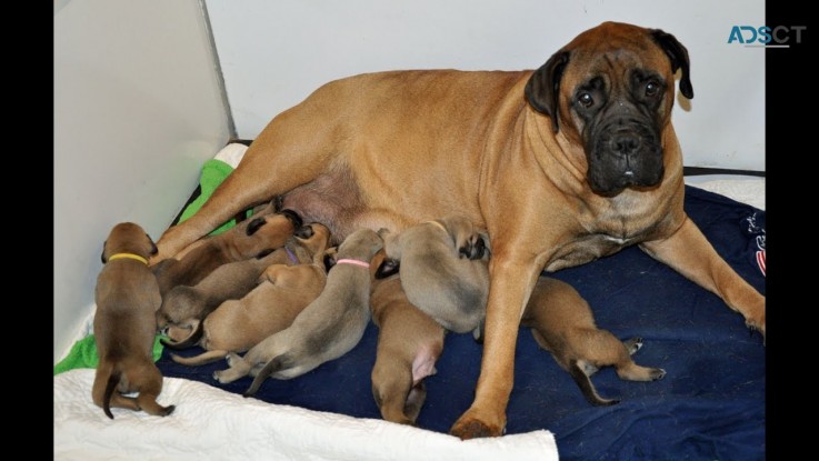 Bullmastiff Puppies For Sale