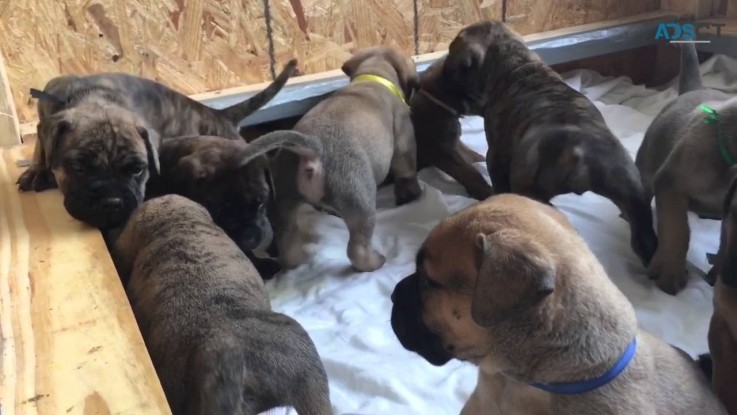 Bullmastiff Puppies For Sale