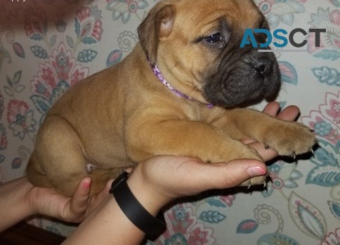 Bullmastiff Puppies For Sale