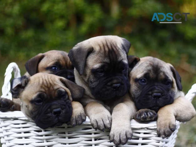 Bullmastiff Puppies For Sale