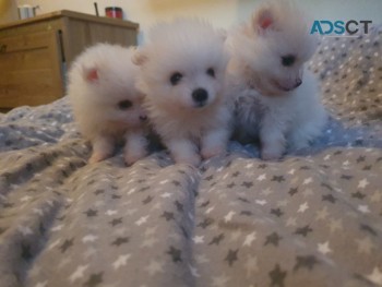 Pomeranian  puppies 