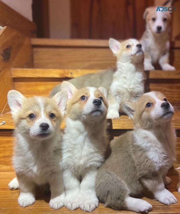 Welsh Corgi Pembroke  puppies 