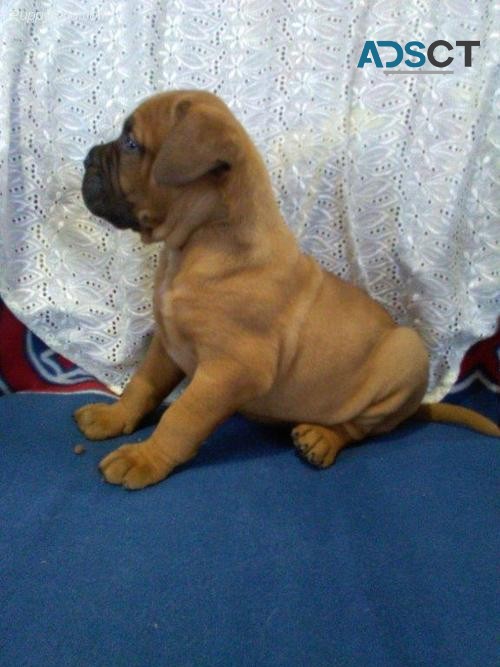 Bullmastiff Puppies For Sale