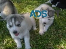 Siberian Husky puppies 