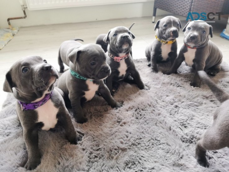 Staffordshire Bull Terrier  puppies 