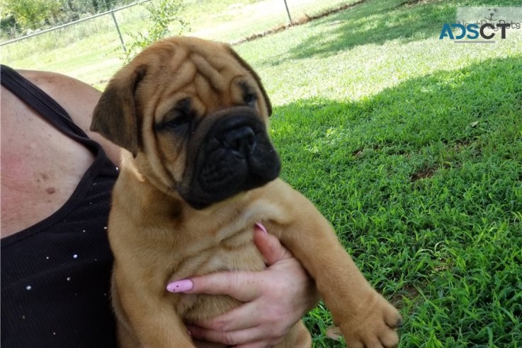 Bullmastiff Puppies For Sale