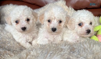  Adorable Bichon Frise puppies 