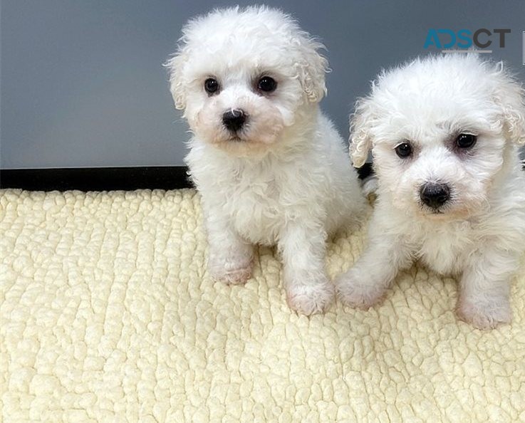 Adorable Bichon Frise puppies 