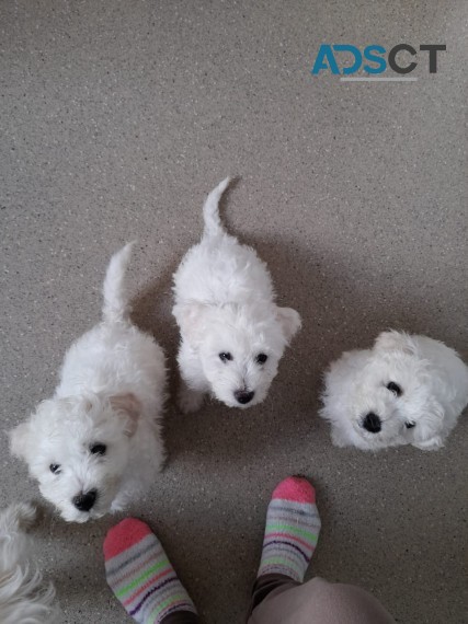 Adorable Bichon Frise puppies 