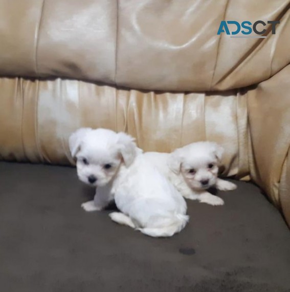 Adorable Bichon Frise puppies 