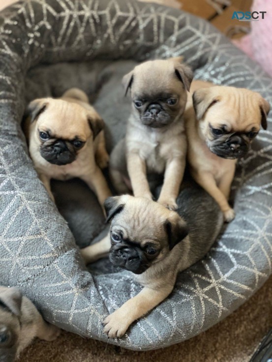  Gorgeous Pug  puppies 