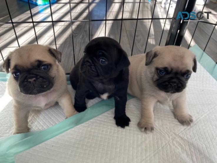  Gorgeous Pug  puppies 