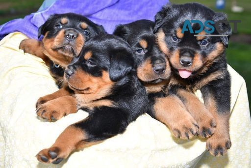 Rottweiler Puppies For Sale