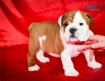 English Bulldog Puppies For Sale