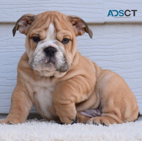 English Bulldog Puppies For Sale