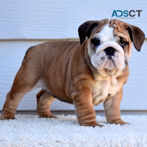 English Bulldog Puppies For Sale