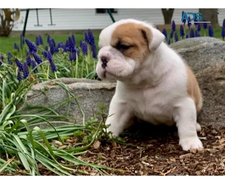 English Bulldog Puppies For Sale