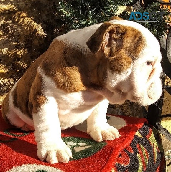 English Bulldog Puppies For Sale