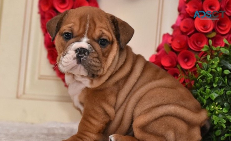 English Bulldog Puppies For Sale