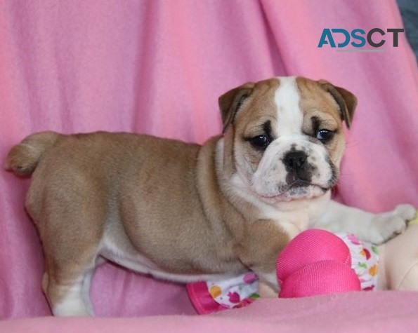 English Bulldog Puppies For Sale