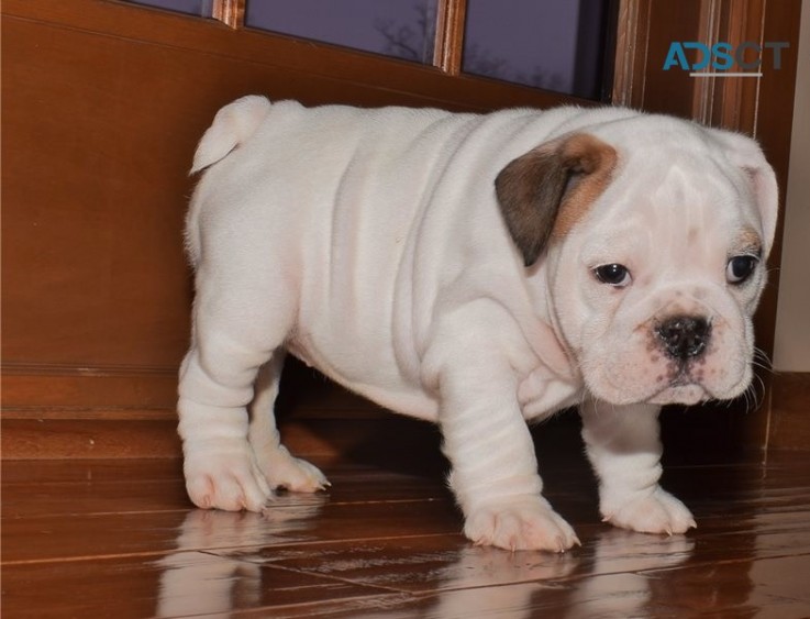 English Bulldog Puppies For Sale