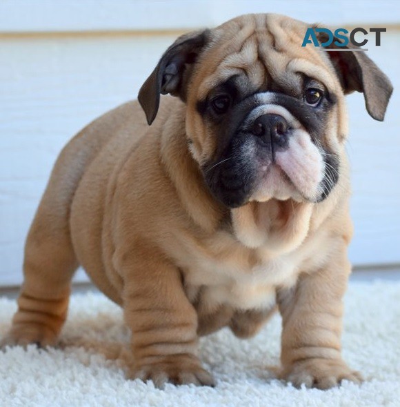 English Bulldog Puppies For Sale