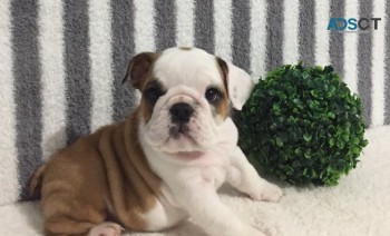 English Bulldog Puppies For Sale