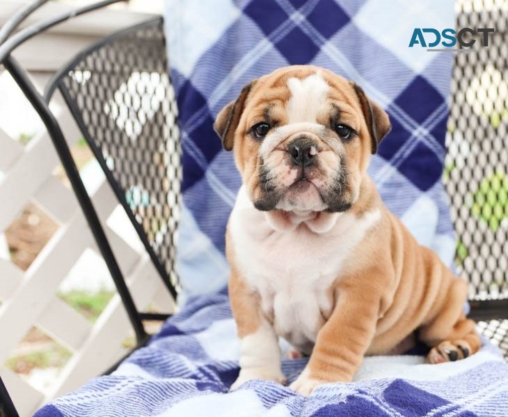 English Bulldog Puppies For Sale