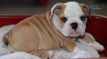 English Bulldog Puppies For Sale