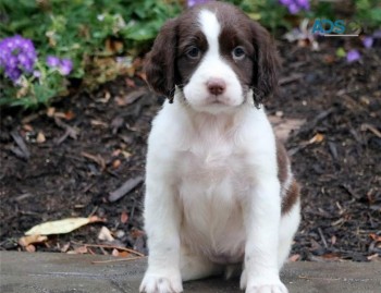 English Springer Spaniel Pups For Sale