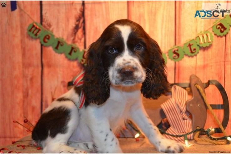 English Springer Spaniel Pups For Sale