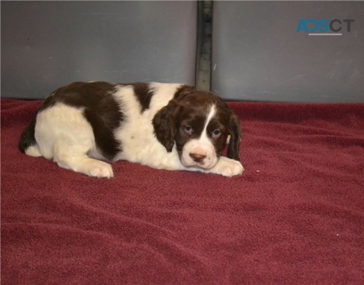 English Springer Spaniel Pups For Sale