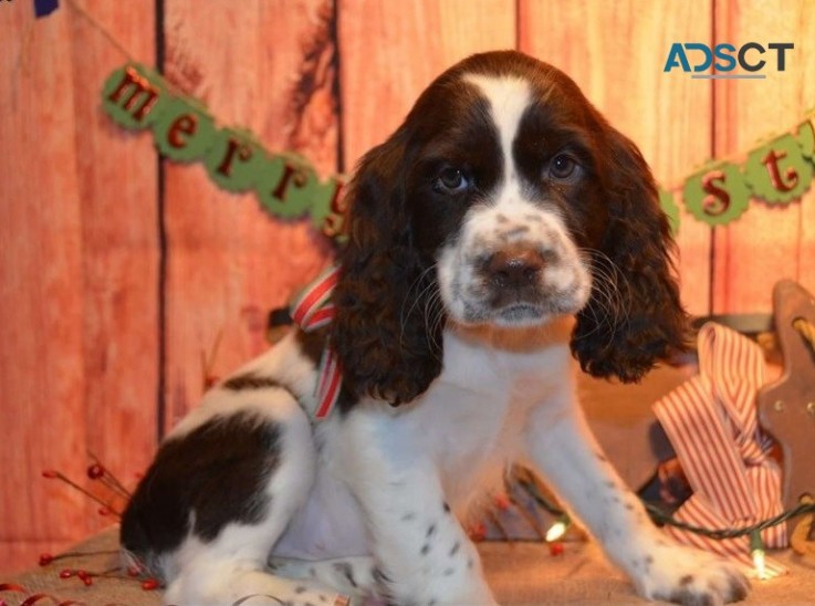 English Springer Spaniel Pups For Sale