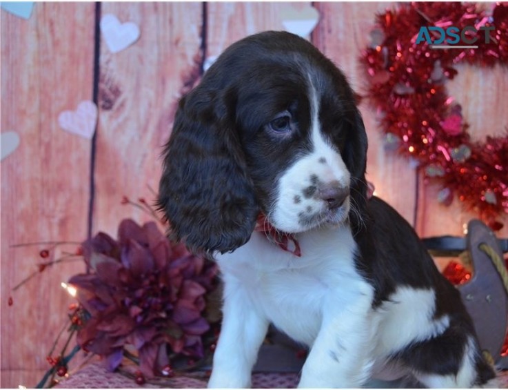 English Springer Spaniel Pups For Sale