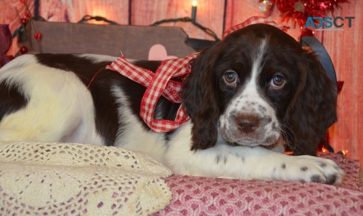 English Springer Spaniel Pups For Sale