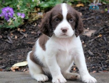 English Springer Spaniel Pups For Sale