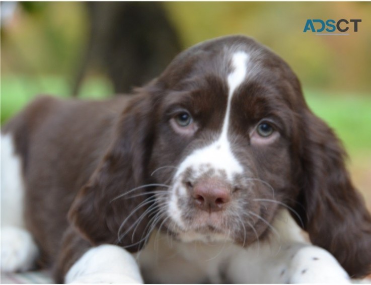 English Springer Spaniel Pups For Sale